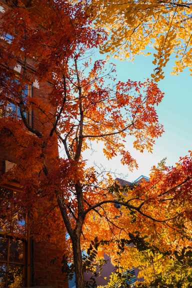 Die Bäume in der Stadt nehmen herbstliche Farben an