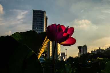 Lotusblume mit Wolkenkratzern im Hintergrund