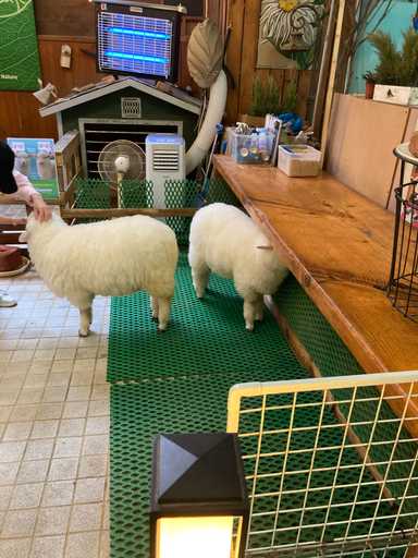 Die Schafe vor dem Sheep-Café