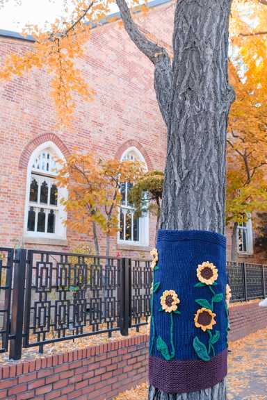Die Bäume werden für den Winter in kleine Decken eingepackt, die extra für jeden Baum gestrickt werden