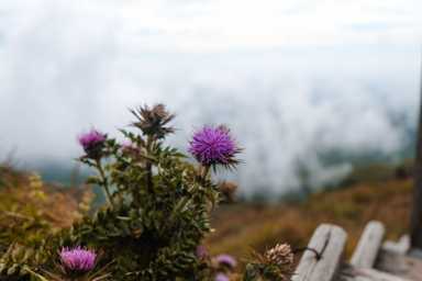 Auf der Wanderung gibt es viel wunderschöne Flora und Fauna zu sehen