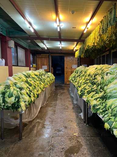 Im Tempel wird gerade Kimchi gemacht